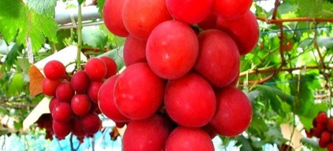 Ένα τσαμπί σταφύλια αξίας €3.900