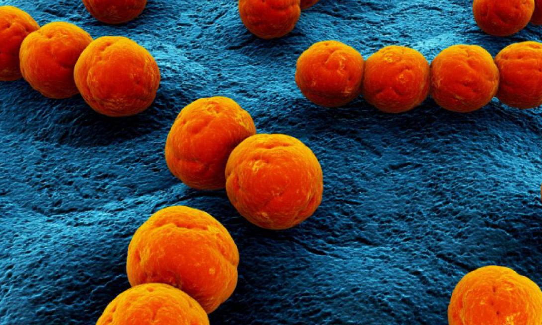 στρεπτόκοκκος