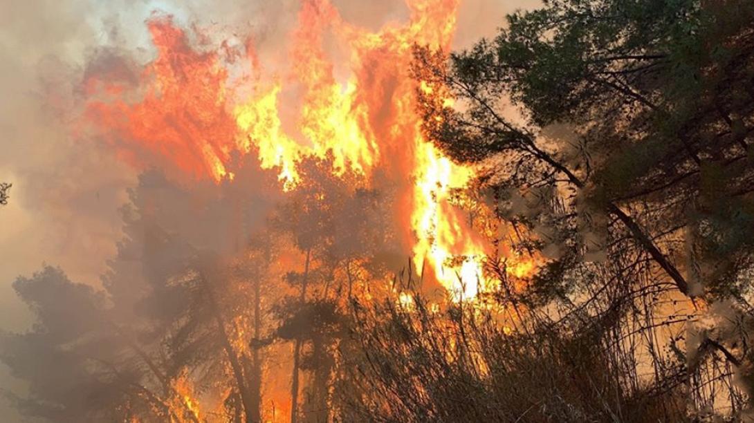 φωτια δασος.jpg