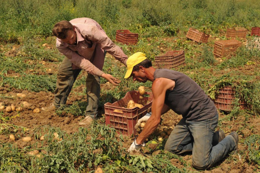 Μέχρι τις 15 Δεκεμβρίου η υποβολή δηλώσεων συγκομιδής σταφυλιών 