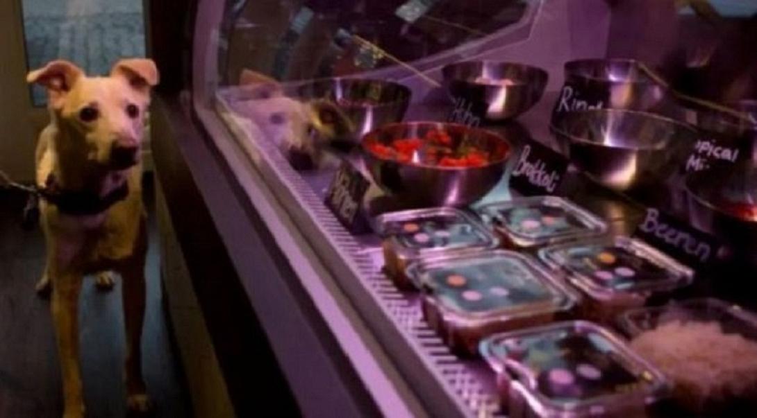 σούσι για σκύλους