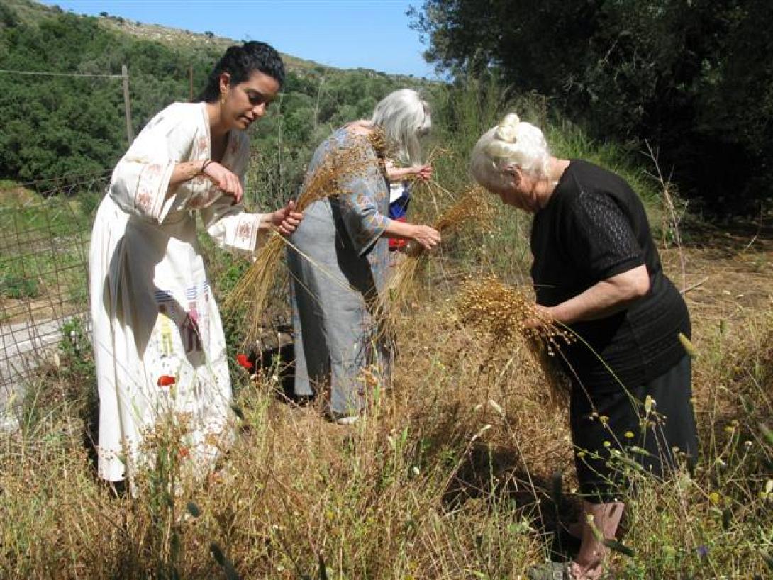 Πανεπιστήμιο των Ορέων: Τελετή συγκομιδής λιναριού στα Καλέσα