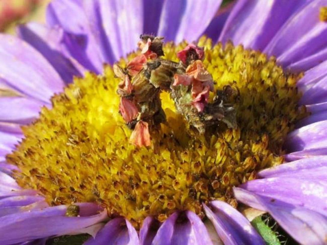 Μια κάμπια φαινόμενο ..!