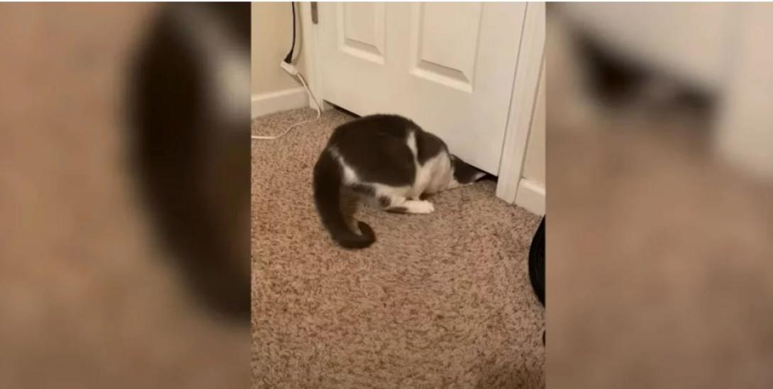 γατα - πορτα