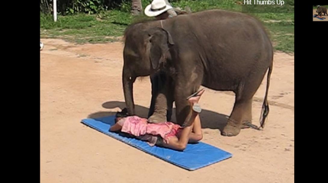 Ο ελέφαντας που σε ... ξεκουράζει (βίντεο)