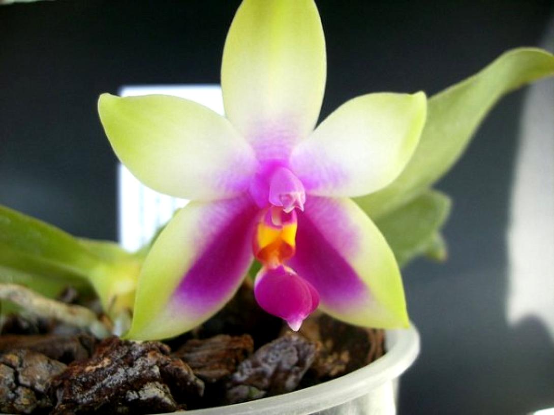 Φαλαίνοπσις. Μόδα η μία από τις ωραιότερες Ορχιδέες.