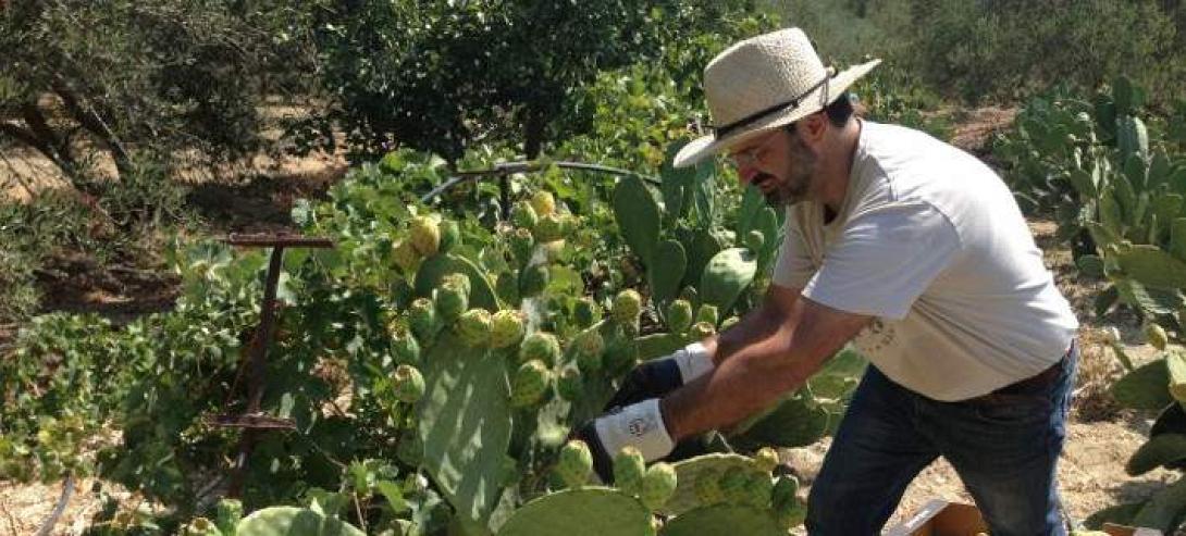 τεκιλα κρητη