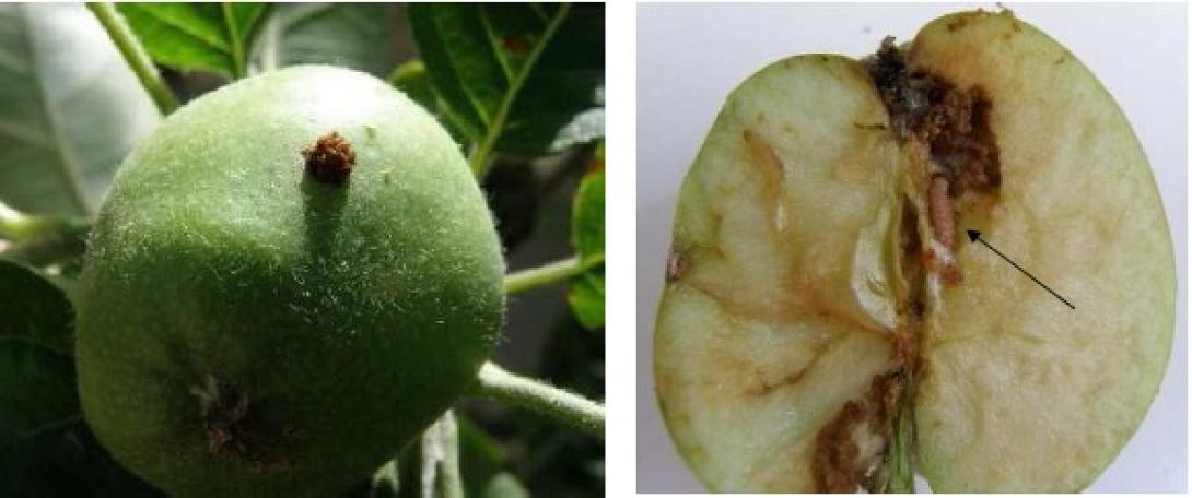 Καρπόκαψα και πως να την αντιμετωπίσετε. Συμβουλές σε καλλιεργητές