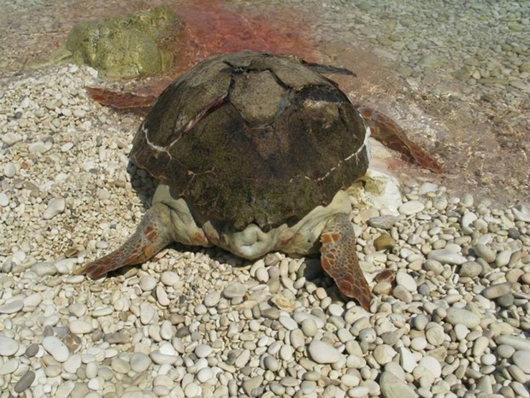 Νεκρή χελώνα καρέτα - καρέτα στην παραλιακή κοντά στο Τάλως