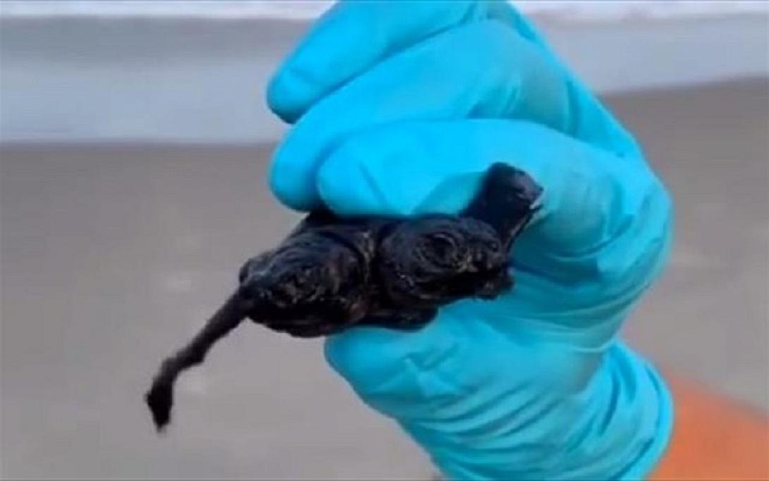 ΧΕΛΩΝΑ ΜΕ 2 ΚΕΦΑΛΙΑ