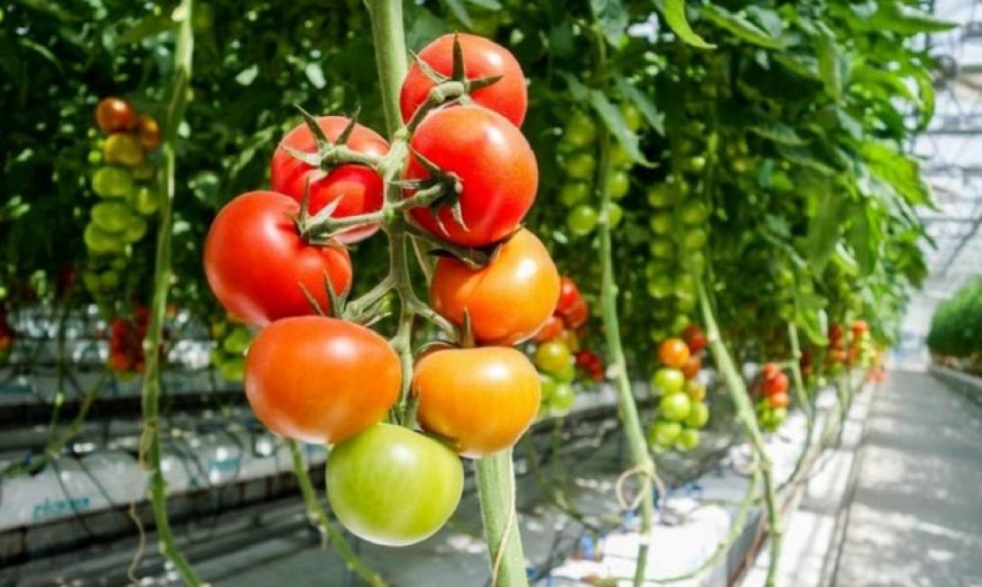 θερμοκήπιο ντομάτες