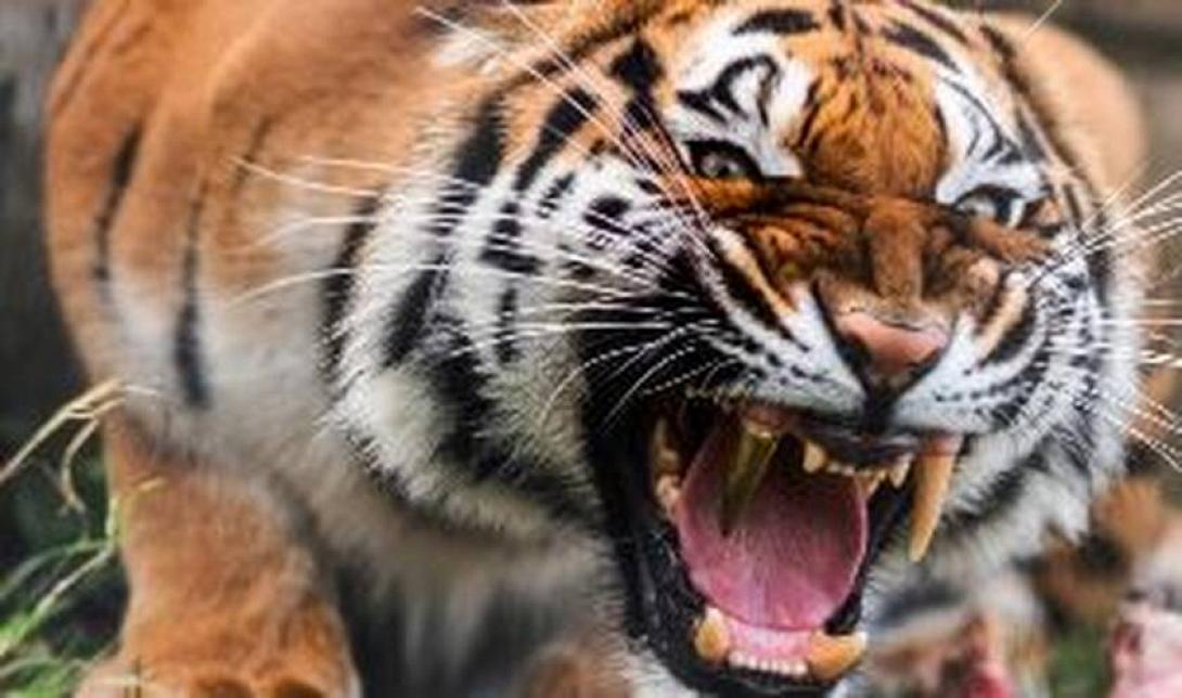 tiger3.jpg