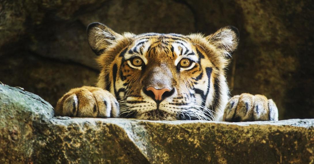 Το παράνομο κινέζικο κρασί, φτιαγμένο από κόκαλα τίγρεων