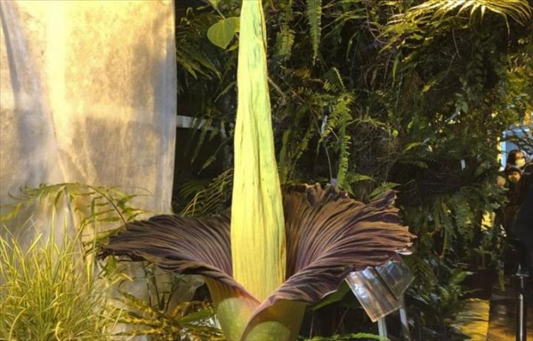 Το «λουλούδι του πτώματος»