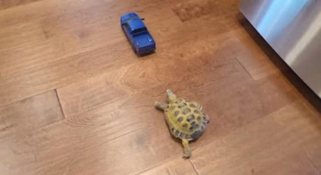 Όταν μια χελώνα θέλει να φτάσει ένα... αυτοκίνητο! (βίντεο) 