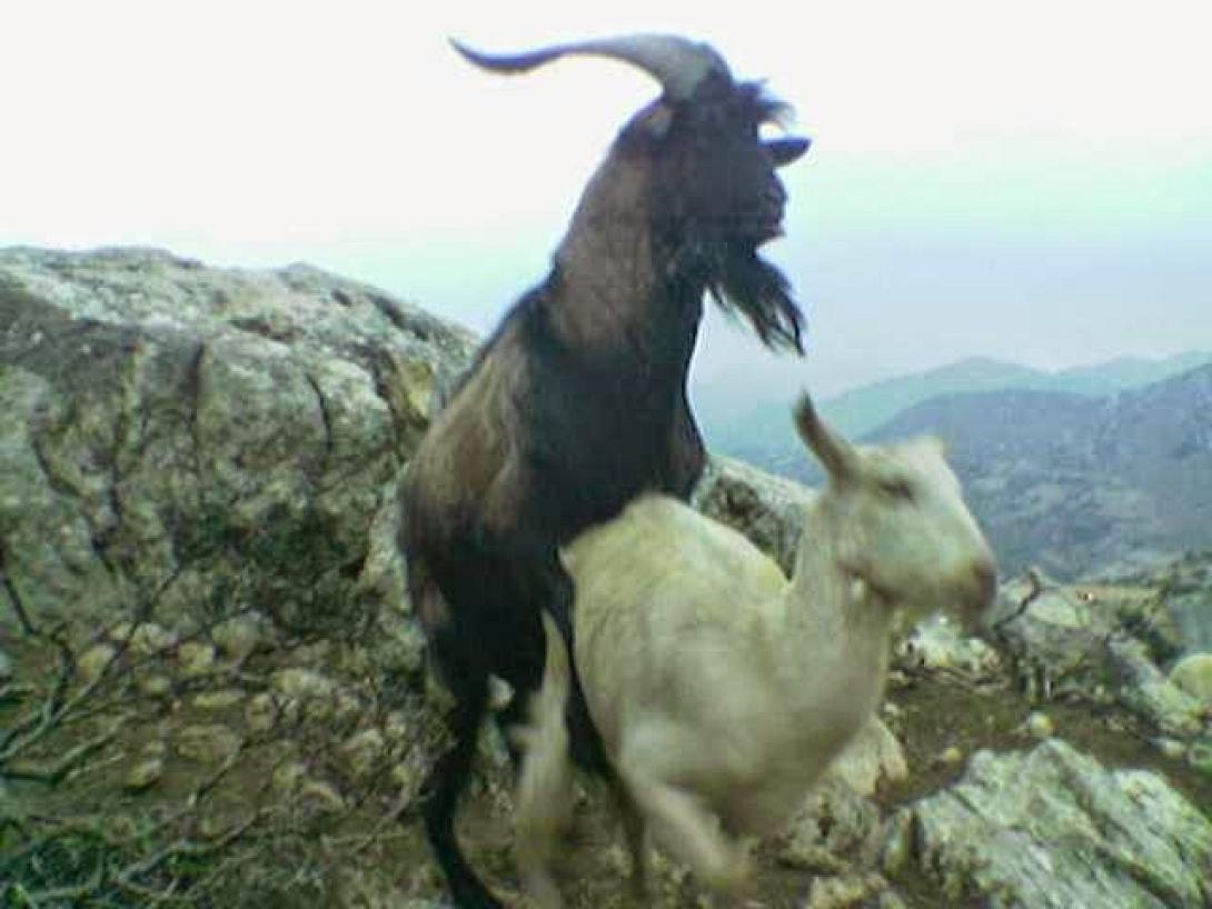 "Τραγίλα" made in Crete για το καλοκαίρι!