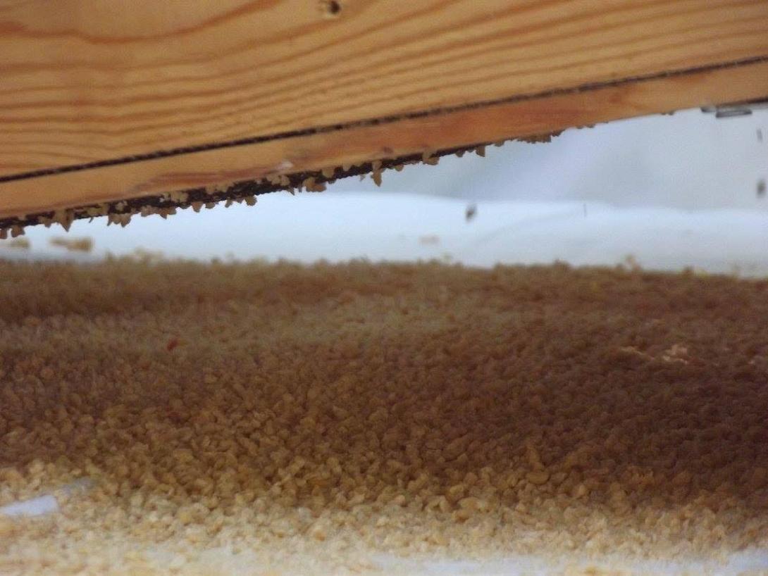 ηράκλεια τραχανάς