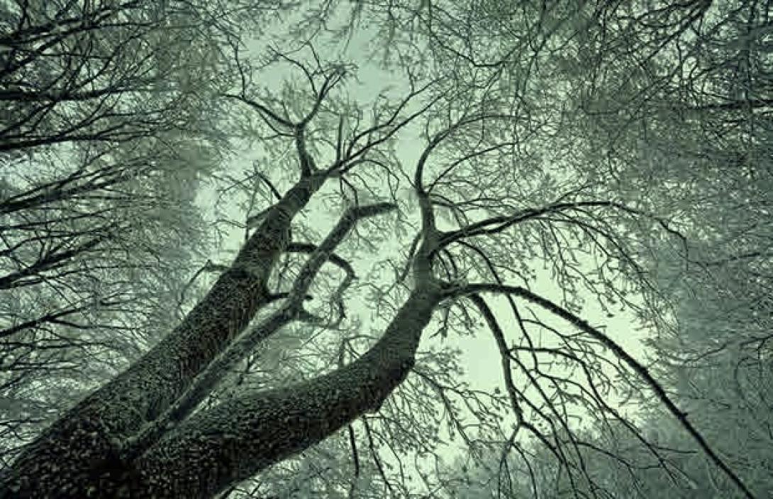 Εξιχνιάζουν τα... εγκλήματα της λαθροϋλοτομίας με γενετικό υλικό δέντρων!