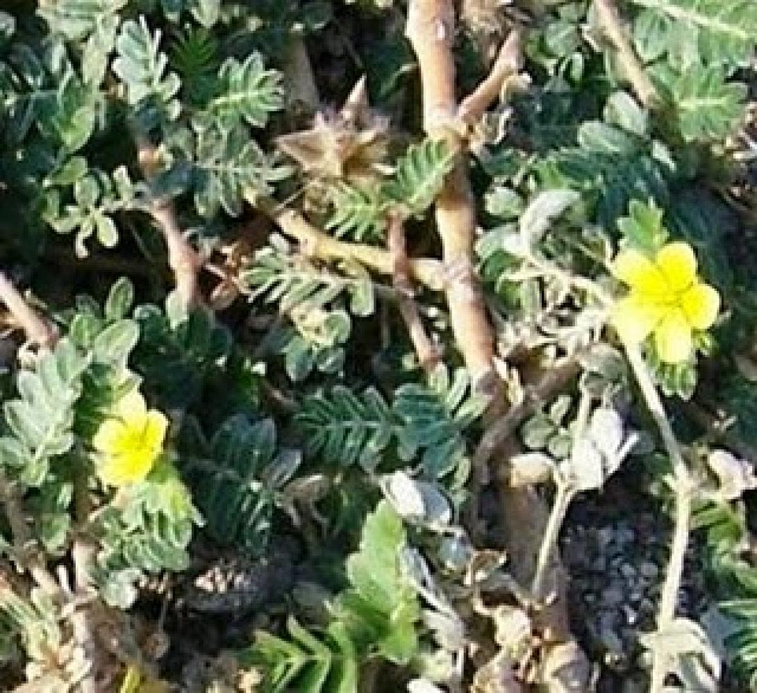 Τριόλι: το βιάγκρα της ελληνικής γης