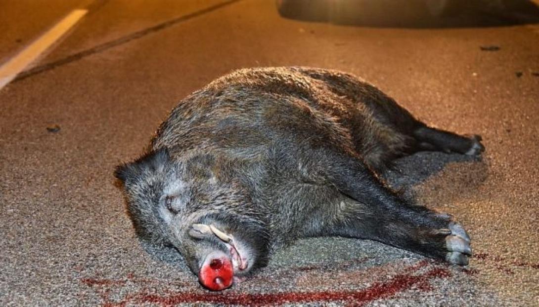 αγριογούρουνο 