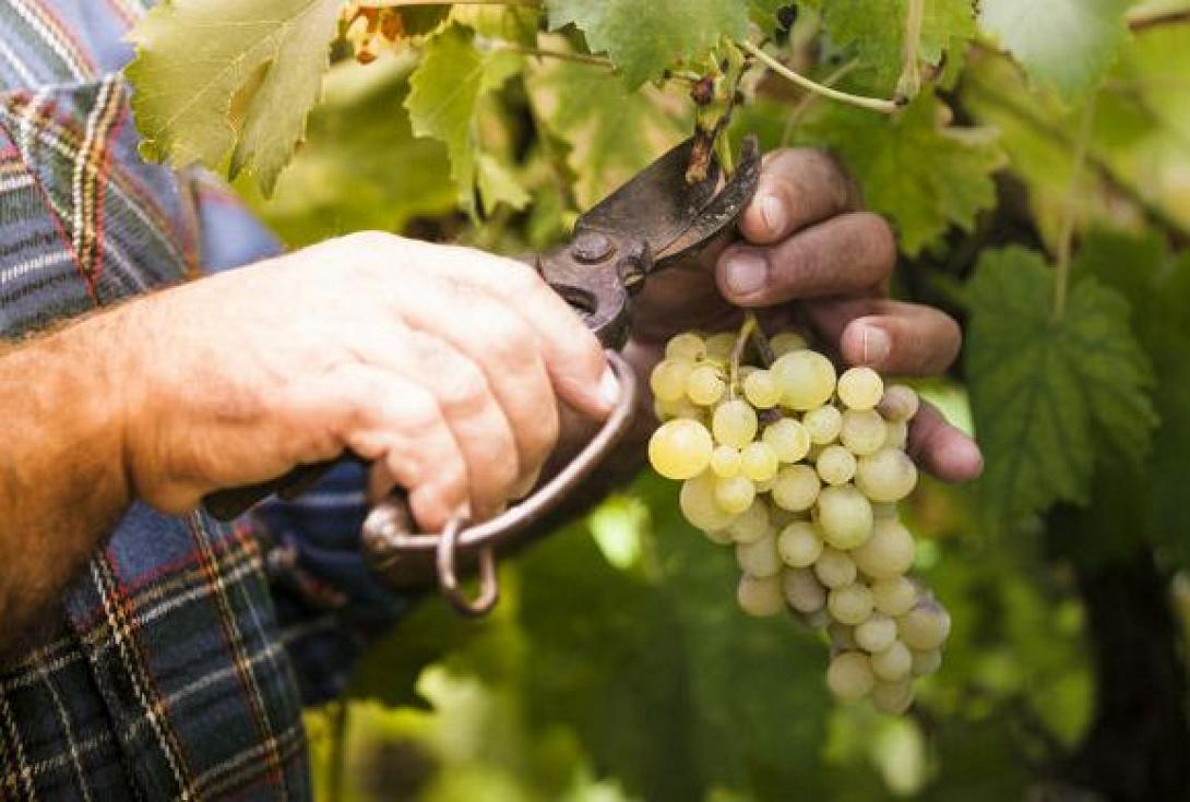 τρυγος,σταφυλια,αμπελι