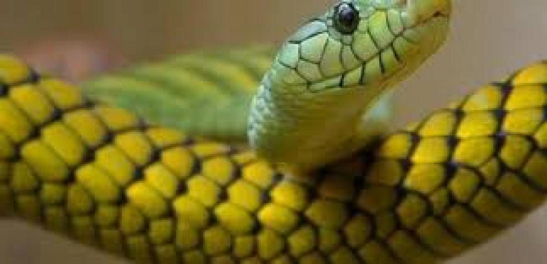 τσιμπήματα