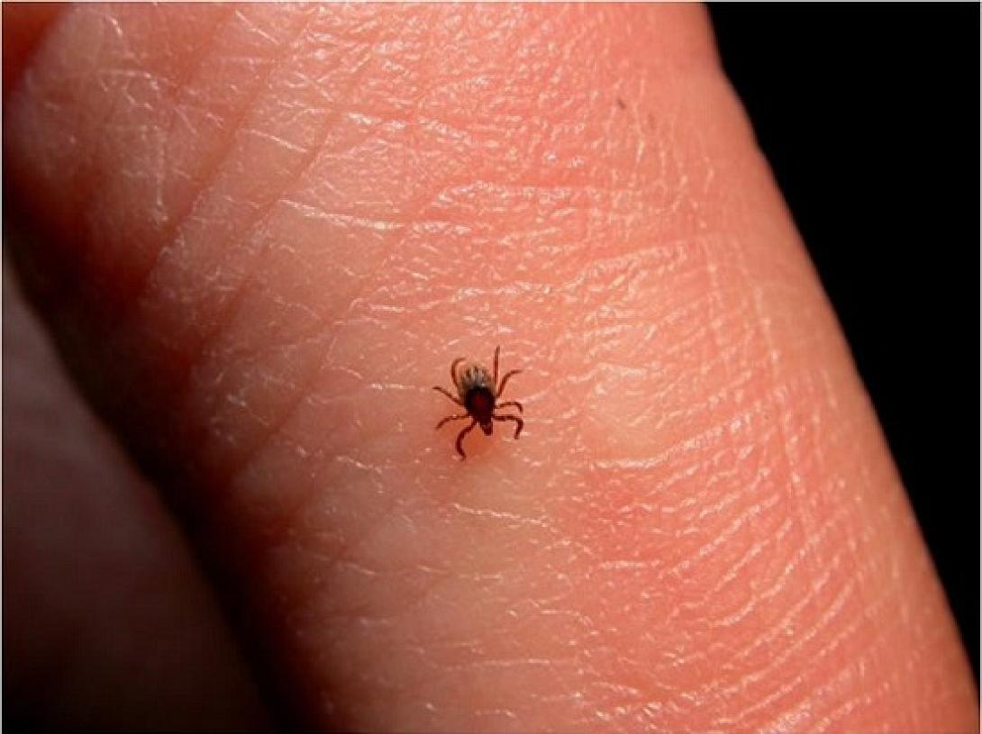 Αν σε τσιμπήσει αυτό το τσιμπούρι, δεν ξανατρώς κρέας!