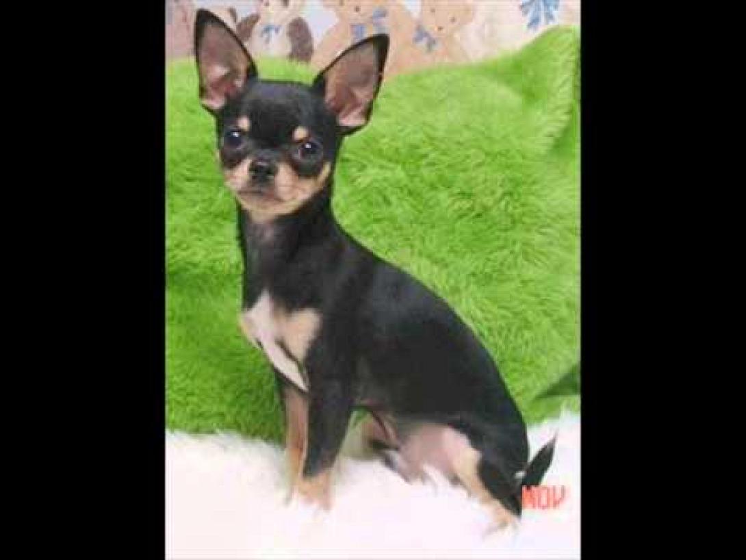 Τσιουάουα με ταλέντο υποκριτικής! (βίντεο)