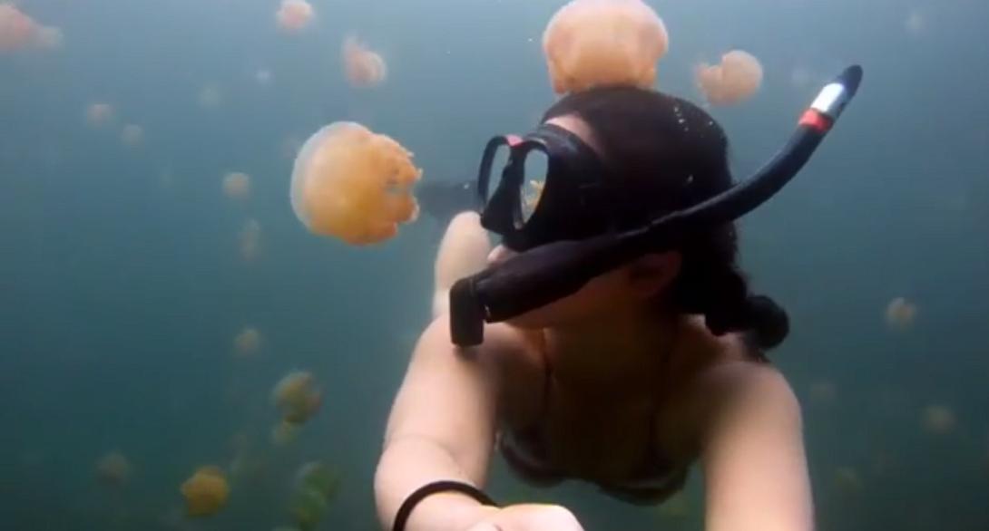 Κολυμπώντας σε μια θάλασσα από... μέδουσες! (βίντεο) 