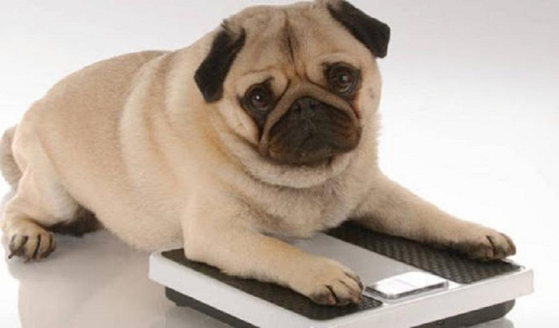 υπέρβαρος σκύλος