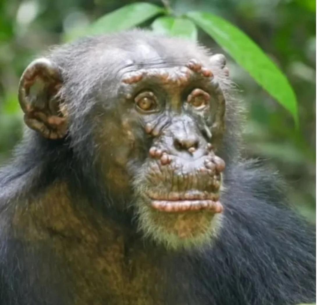 ΧΙΜΠΑΤΖΗς ΛΕΠΡΑ