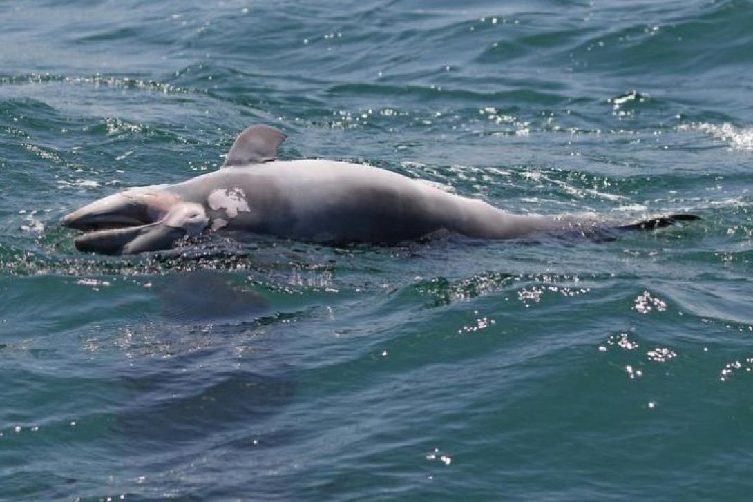 δελφίνι νεκρό