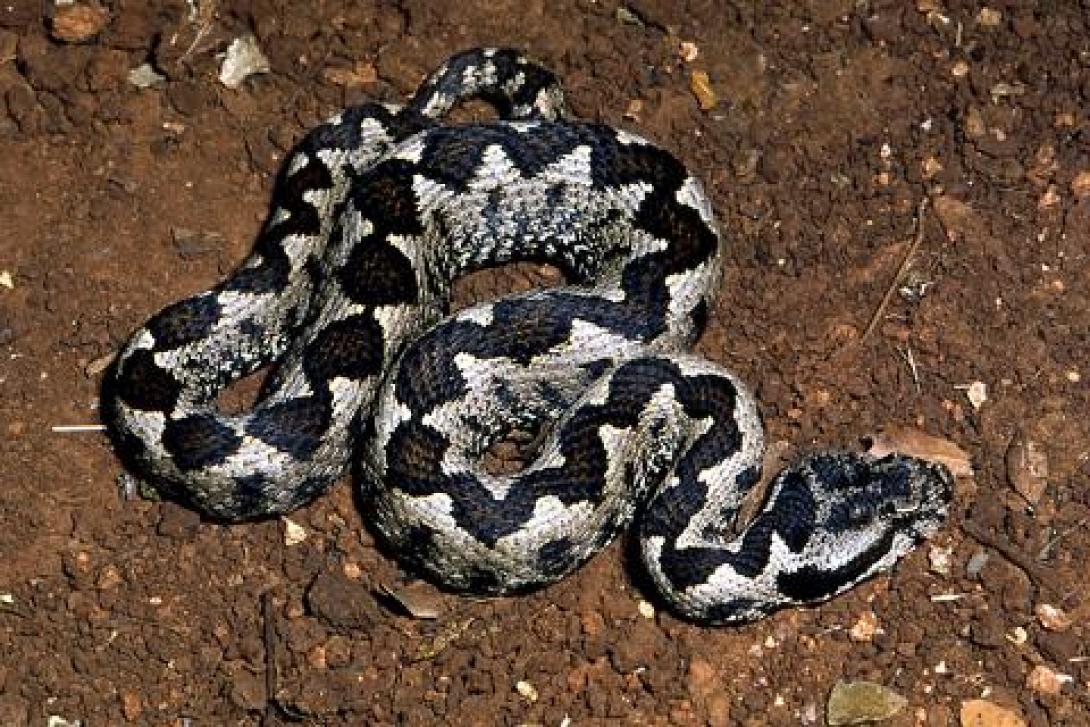 Σέρρες: Οχιά τσίμπησε 63χρονο αγρότη! 