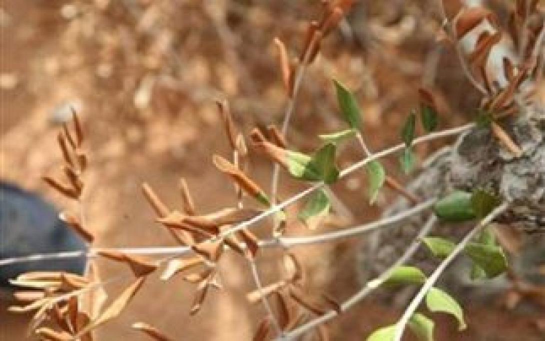 βακτηριο Xylella fastidiosa