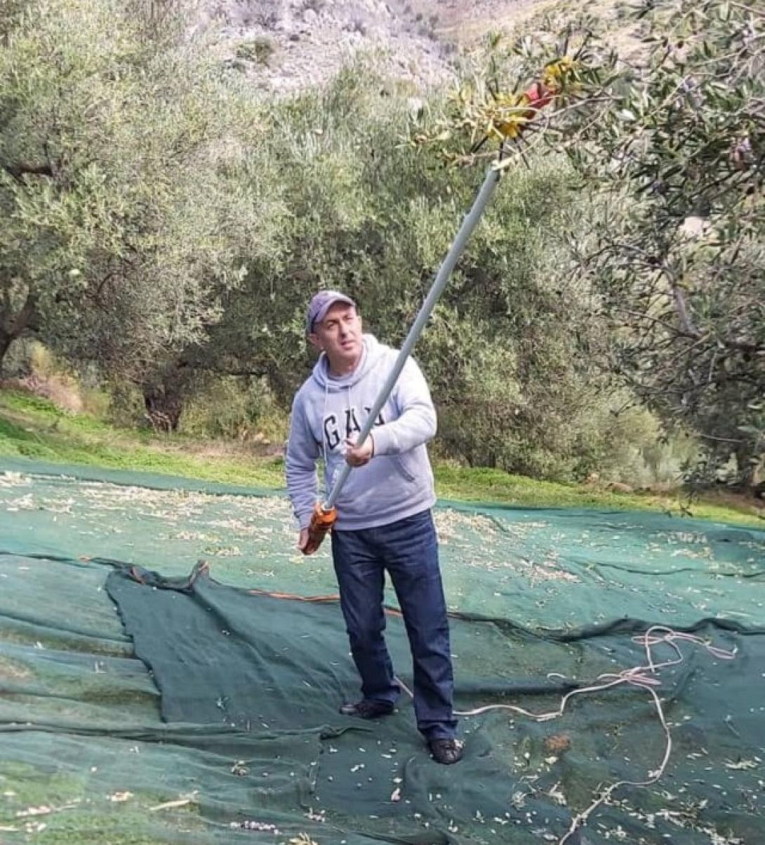 Βαρδάκης - Ελιές