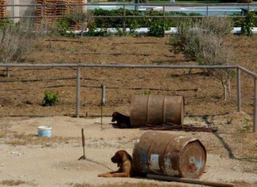 "Κραυγή" αγωνίας για τα βαρελόσκυλα της Κρήτης - Διασύρεται στο εξωτερικό το νησί