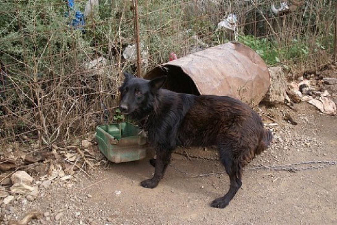 βαρελοσκυλα