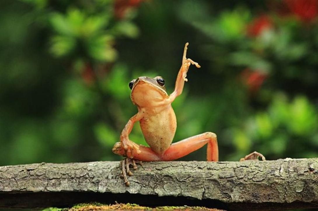 Εσθονία: Βοήθησαν 15.677 βατράχια να περάσουν πολυσύχναστους δρόμους 