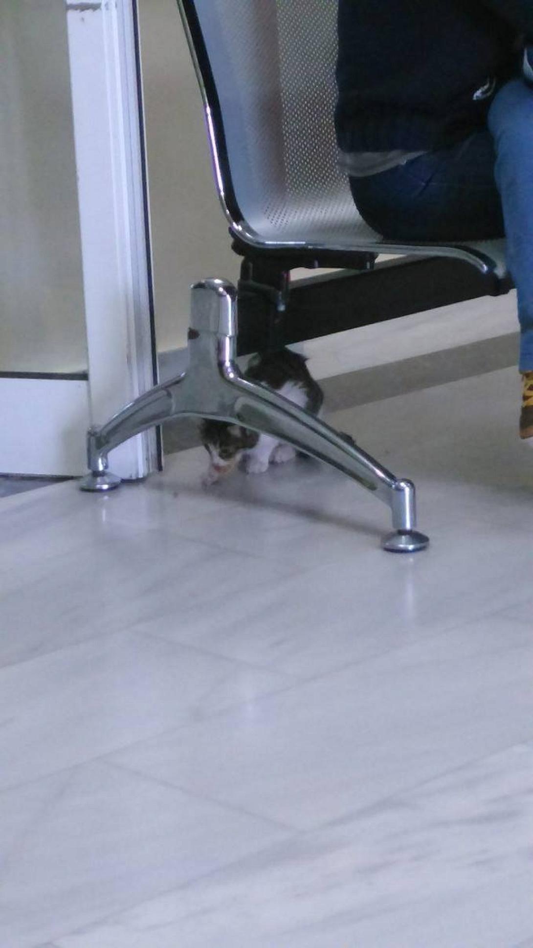 Βενιζελειο γατα