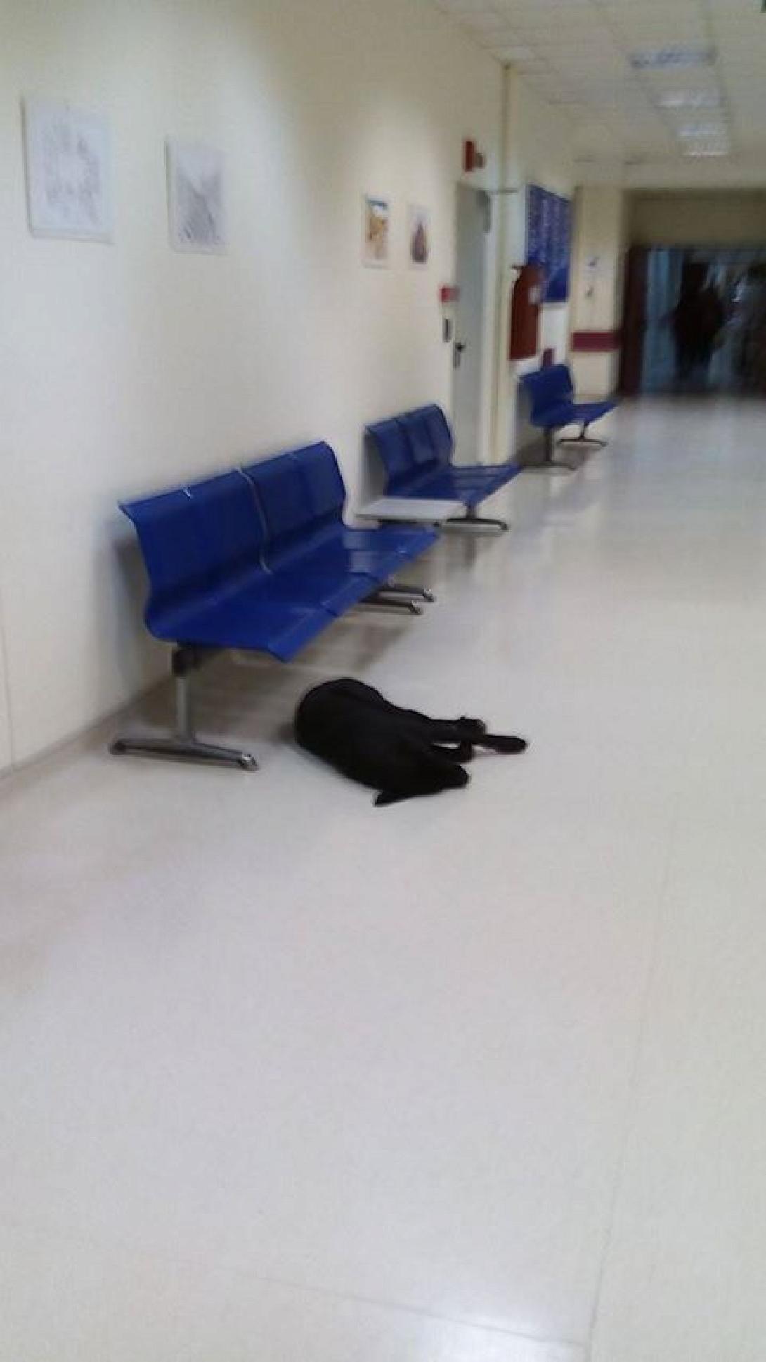 βενιζελειο αδεσποτα