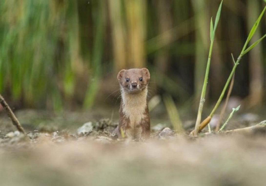 Η νυφίτσα -  Β’ βραβείο στην κατηγορία «Vertebrates»  