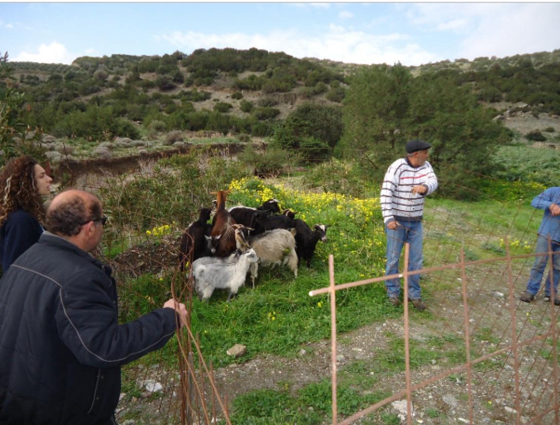 Βιάννος: Έβαλαν φράχτες για να προστατέψουν τις καλλιέργειες από τα ζώα (φωτο)