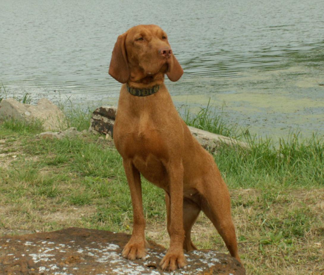 ΗΠΑ: Κουτάβι χάθηκε και βρέθηκε 4.000 χιλιόμετρα μακριά από το σπίτι του