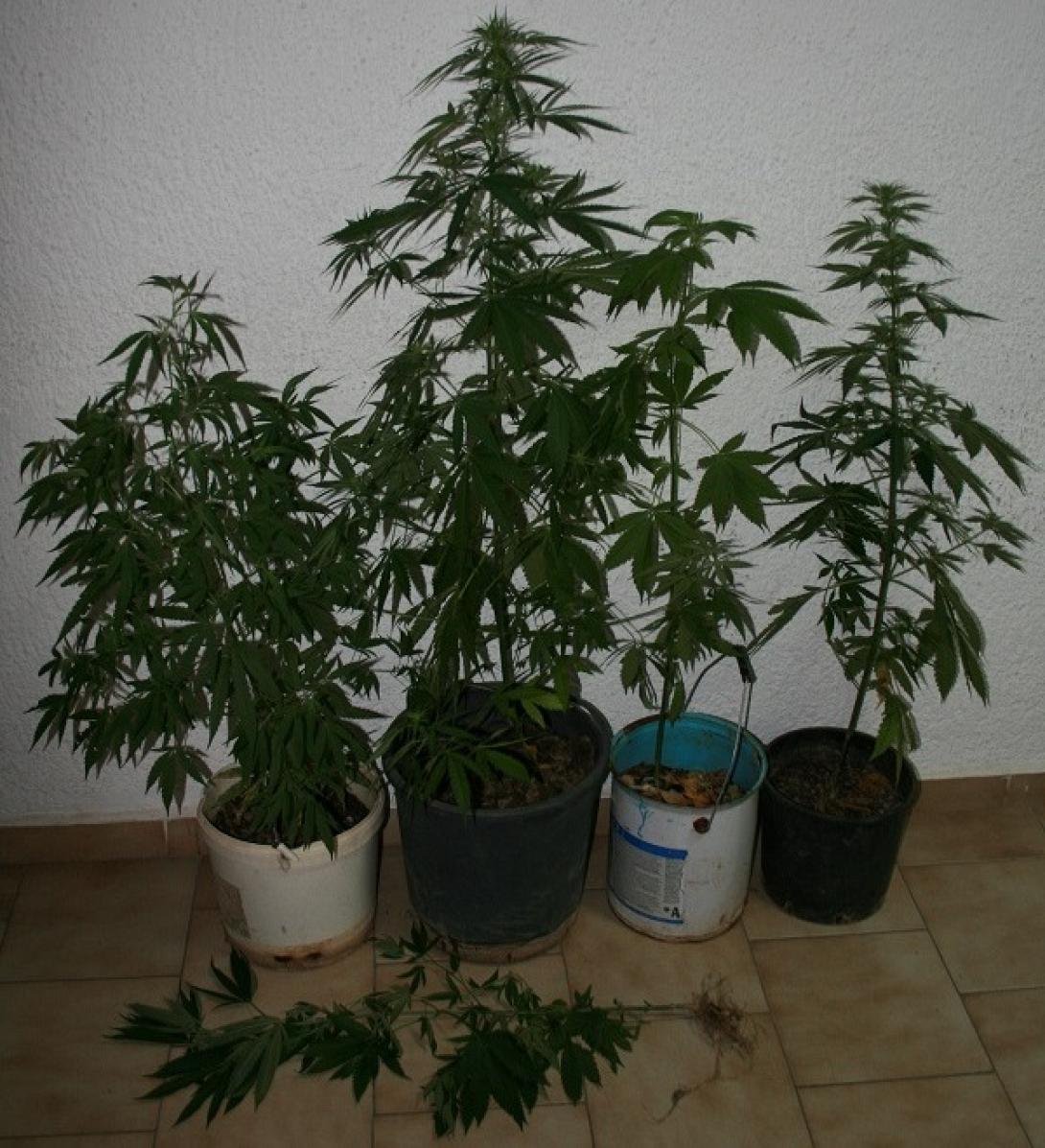 δενδρυλλια κανναβης