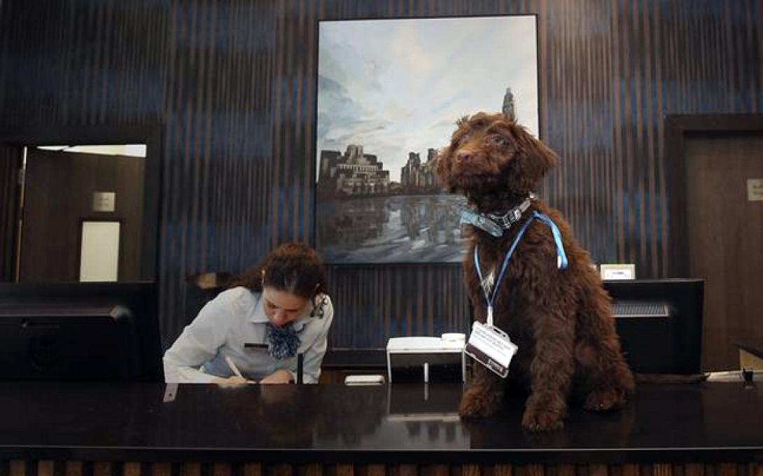 Σκύλος ... ρεσεψιονίστ σε ξενοδοχείο!