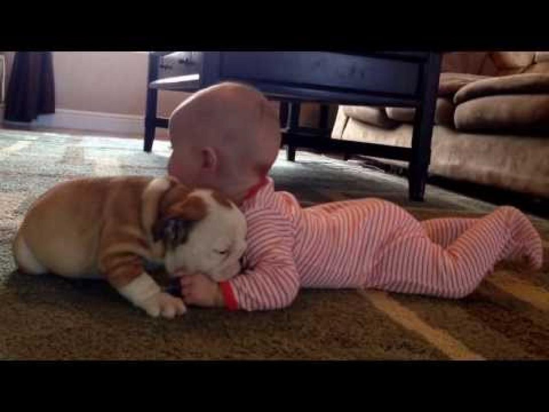 Μωρό VS bulldog: Ποιο είναι το πιο χαριτωμένο; 