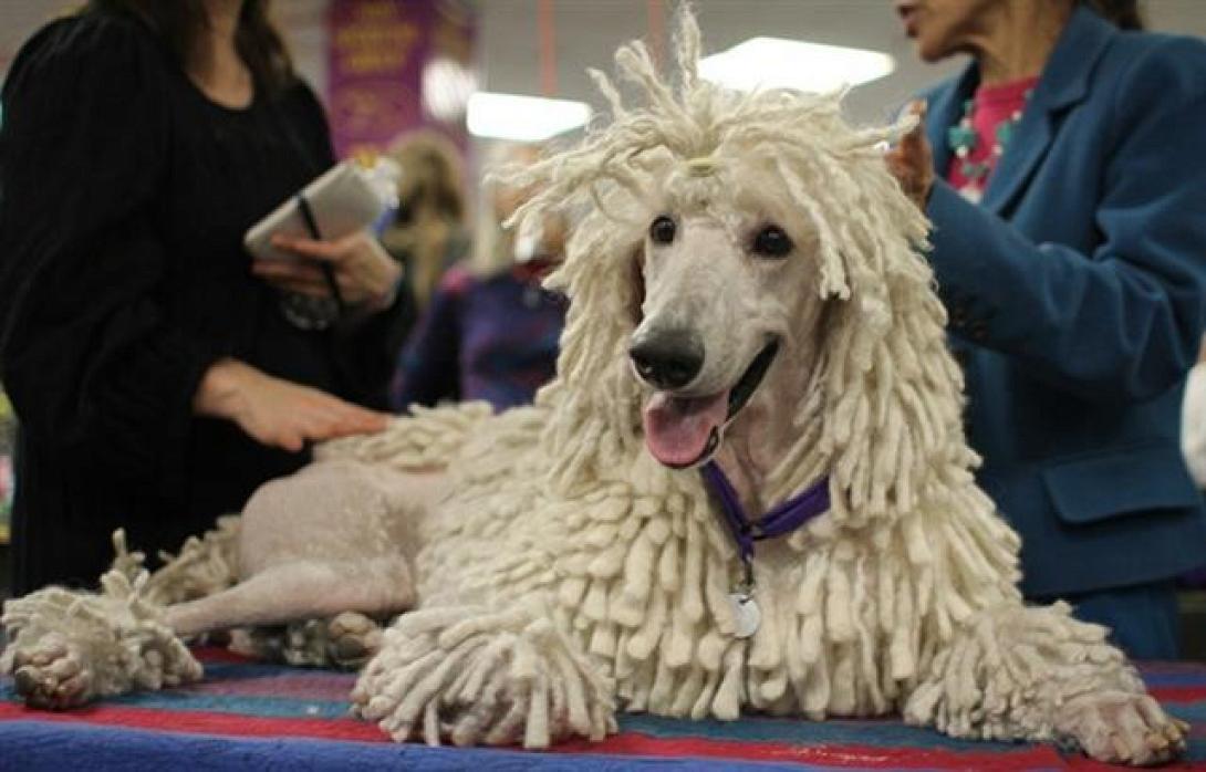 “Dog Show 2014” την Παρασκευή στο Ηράκλειο