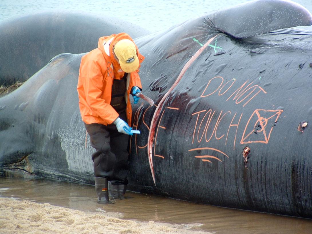 φαλαινοθηρία