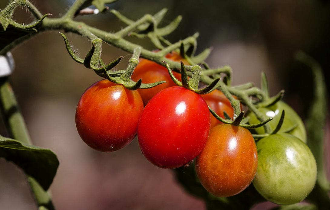 ntomates , ντοματες