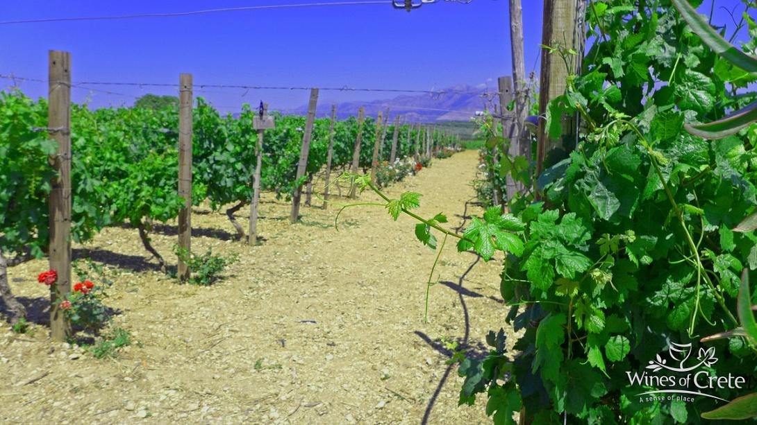 οινοποιεία